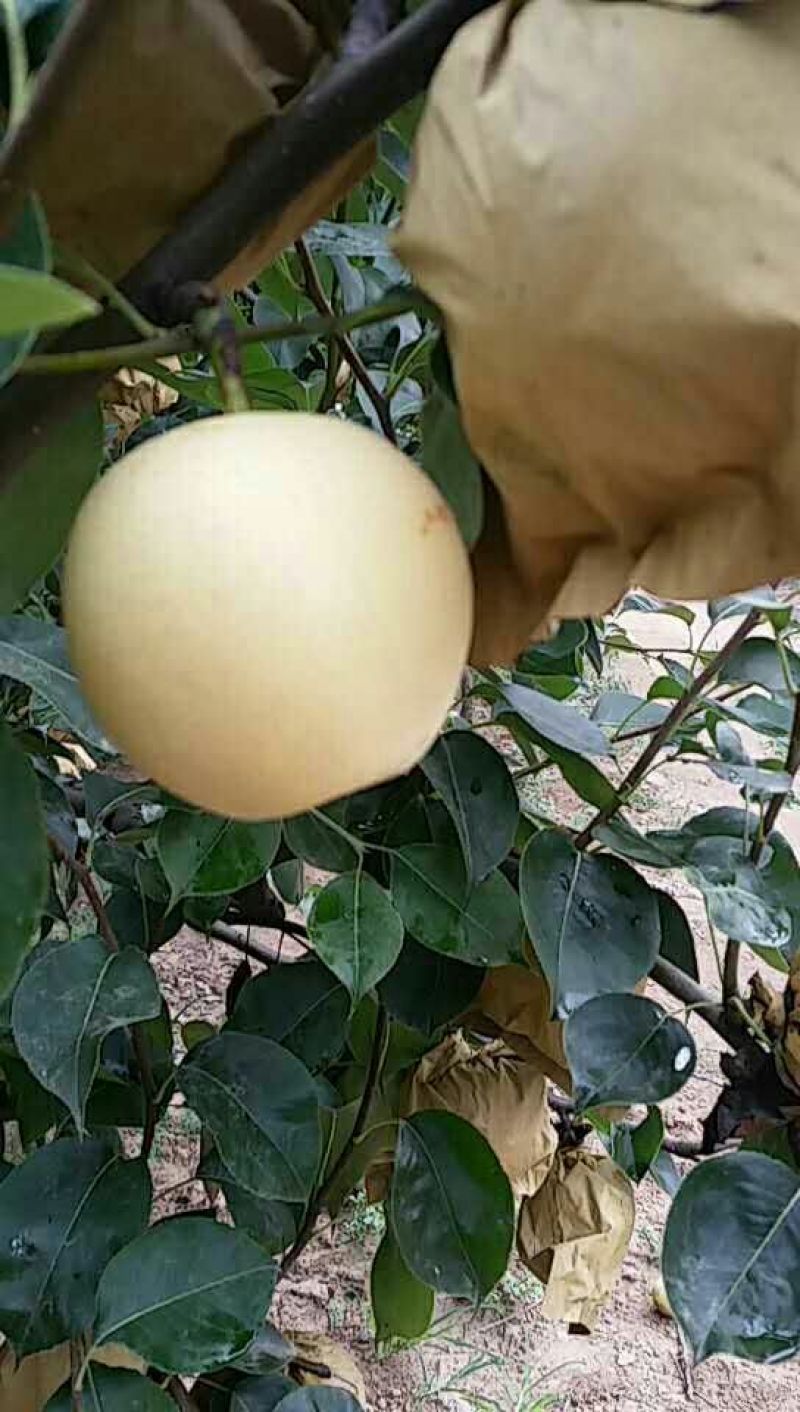 皇冠梨250~300g纸箱