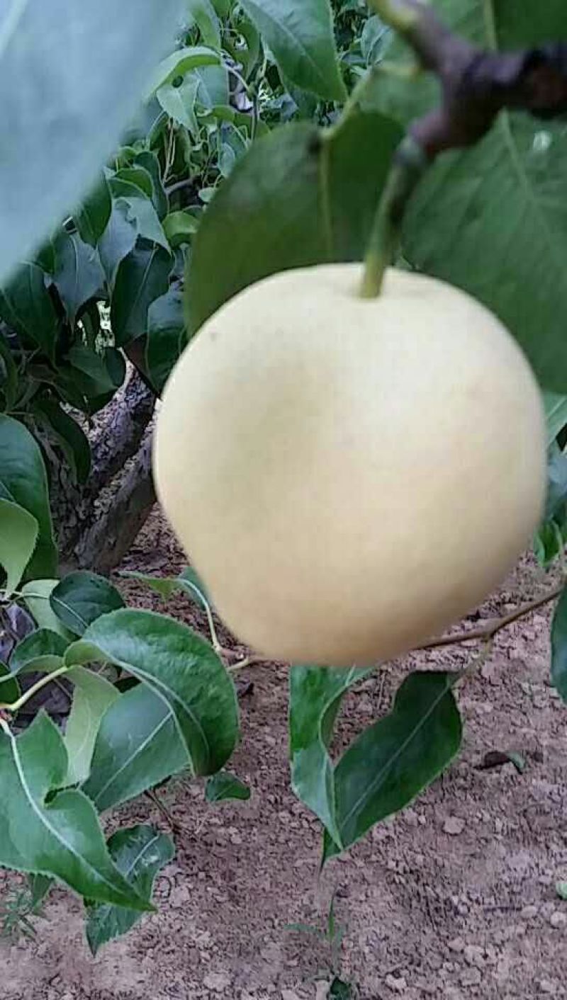 皇冠梨250~300g纸箱
