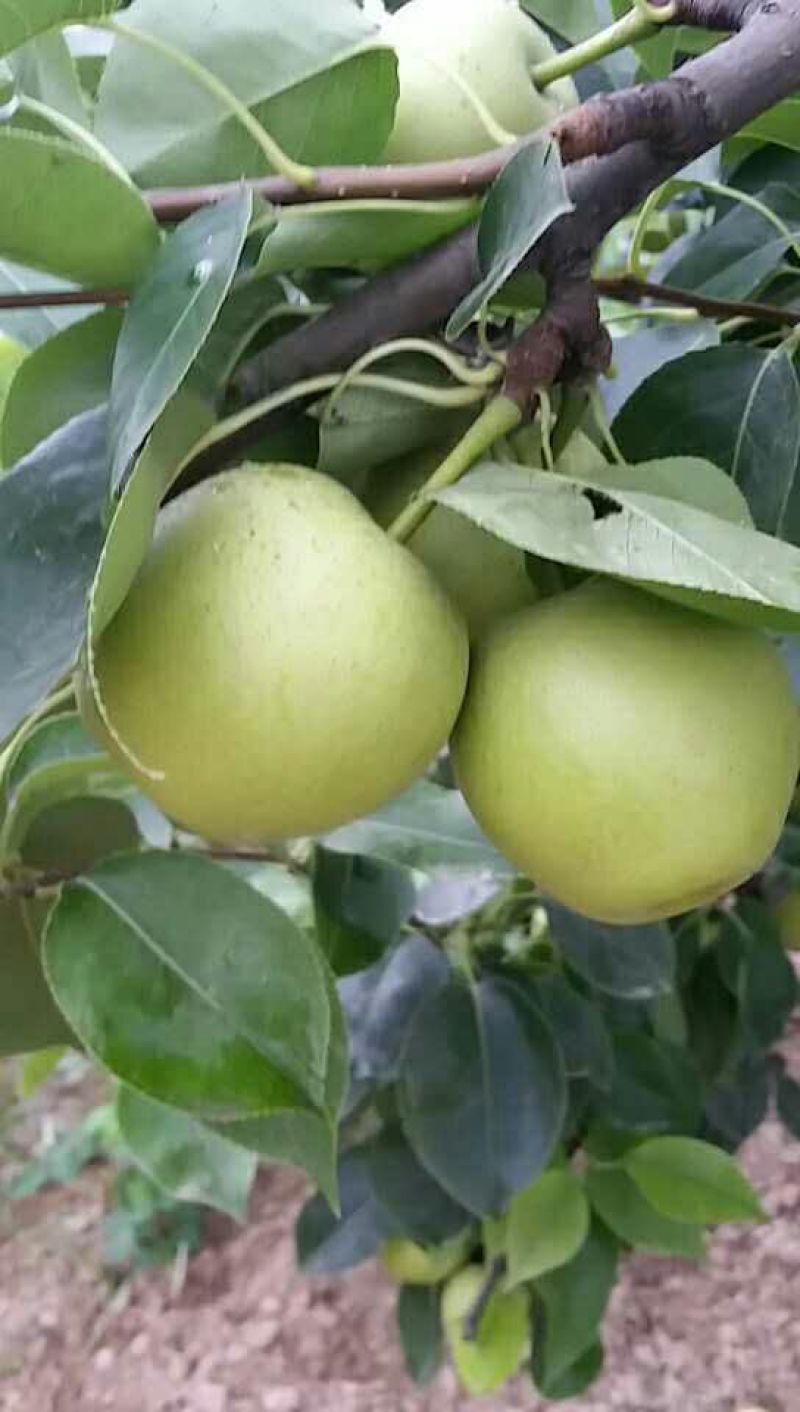 皇冠梨250~300g纸箱