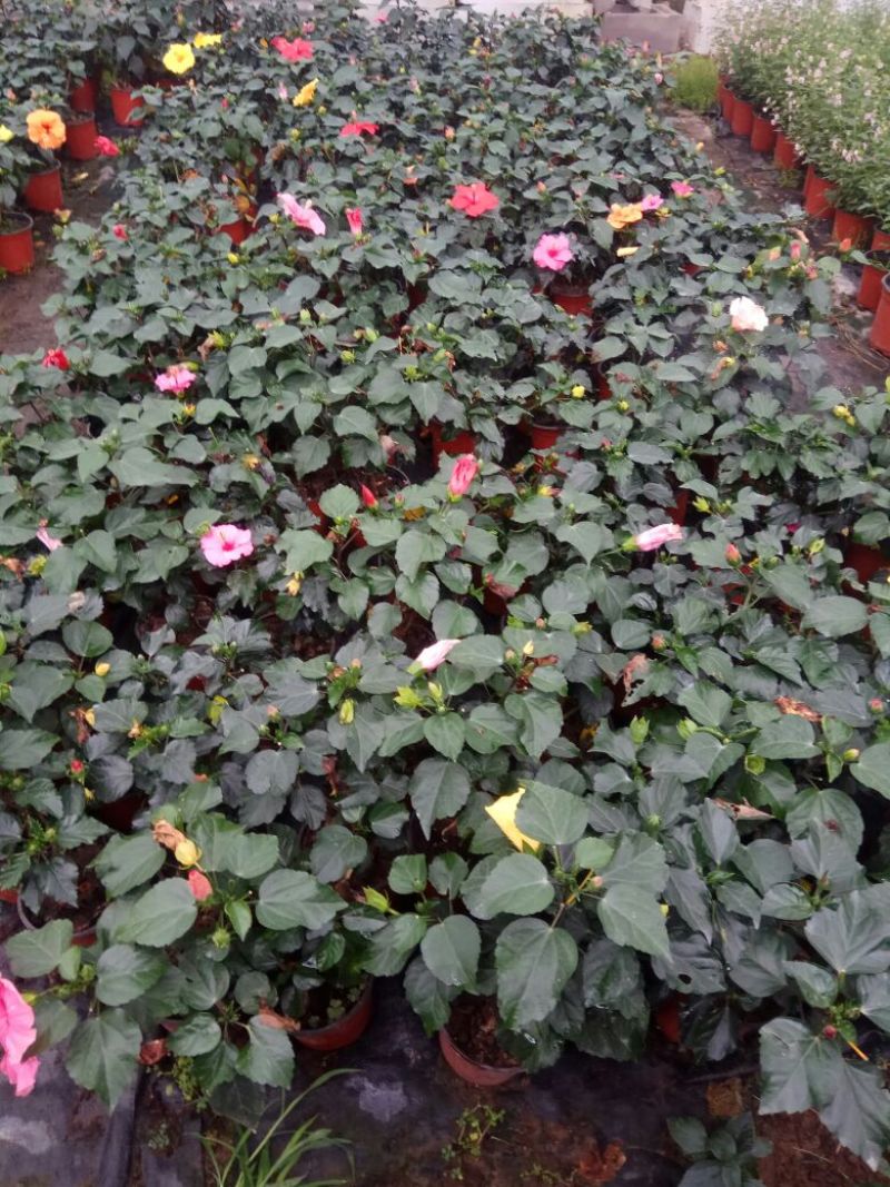 大花木槿2cm以下18~20cm0.5米以下