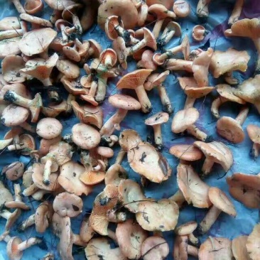 黄丝菌野生