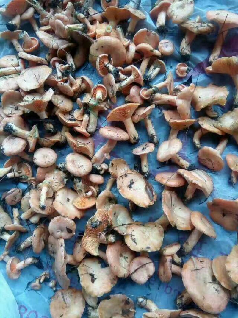黄丝菌野生