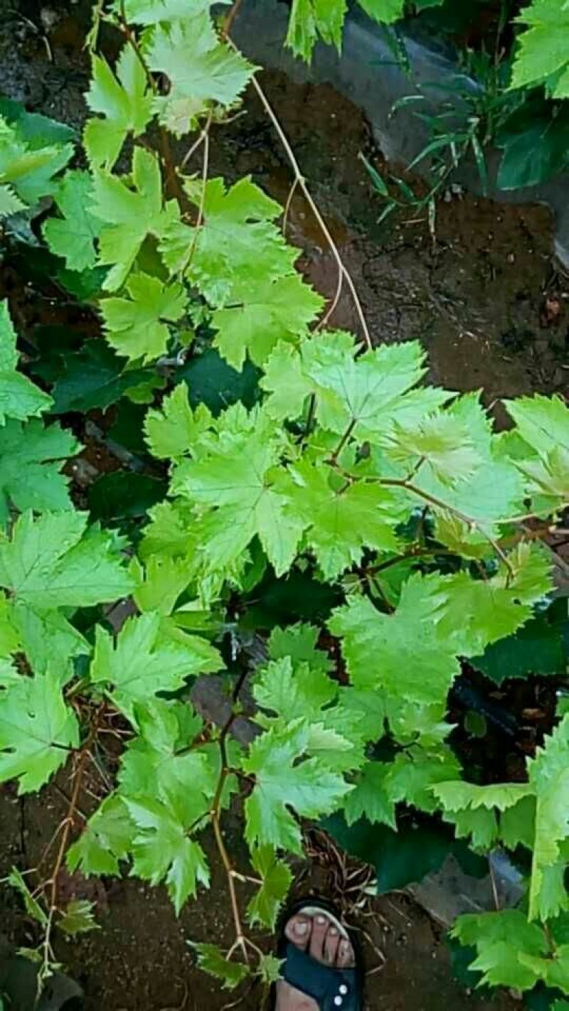 葡萄苗甜蜜蓝宝石葡萄苗
