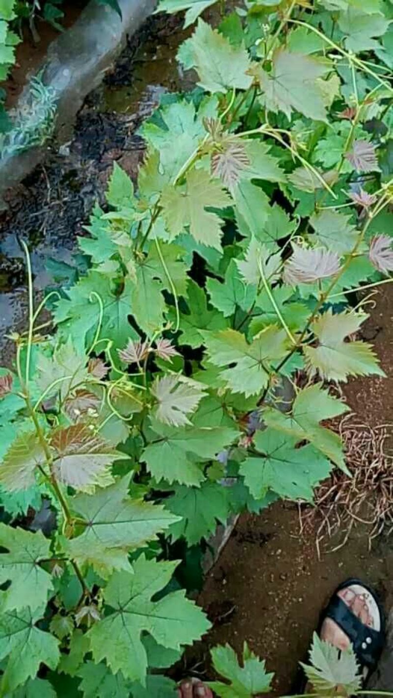 葡萄苗甜蜜蓝宝石葡萄苗