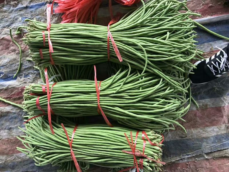 精品山东长豆角60厘米以上一手货源实力代办全国发货