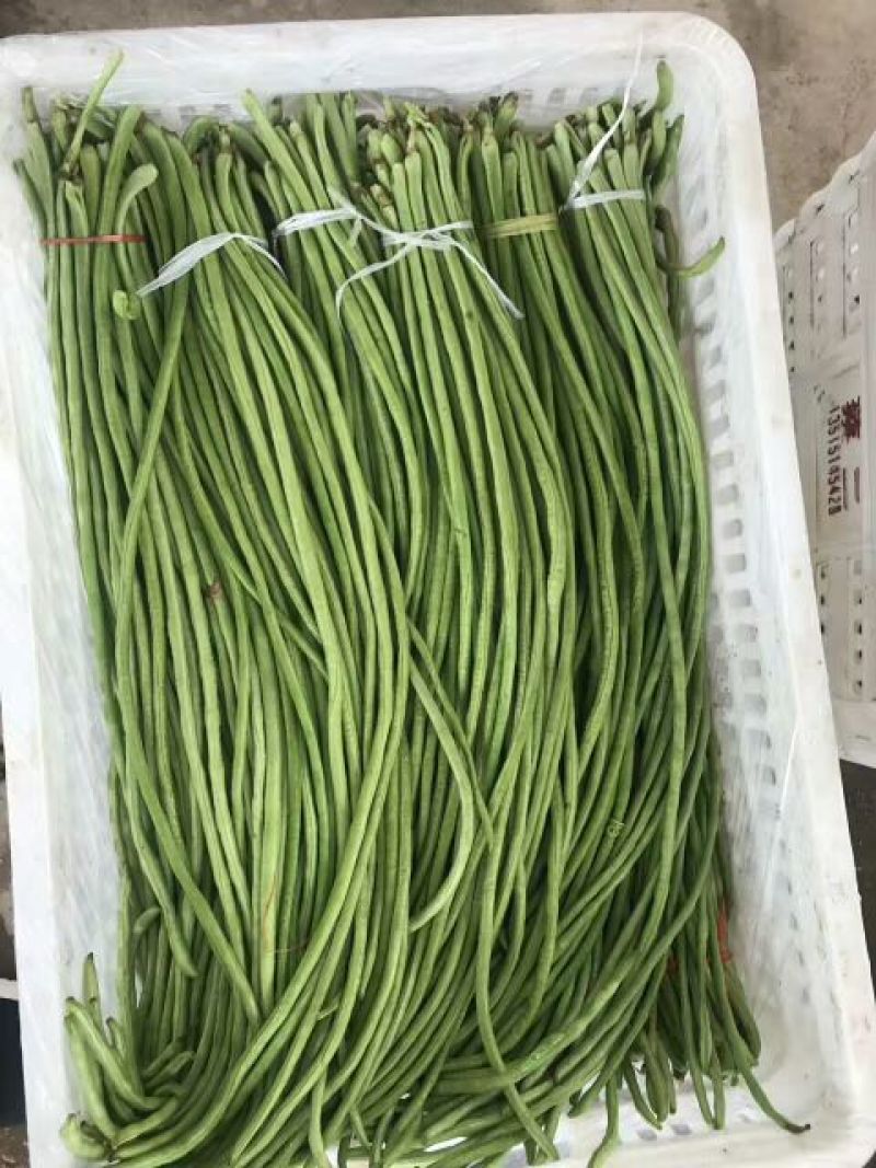 精品山东长豆角60厘米以上一手货源实力代办全国发货