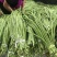 精品山东长豆角60厘米以上一手货源实力代办全国发货