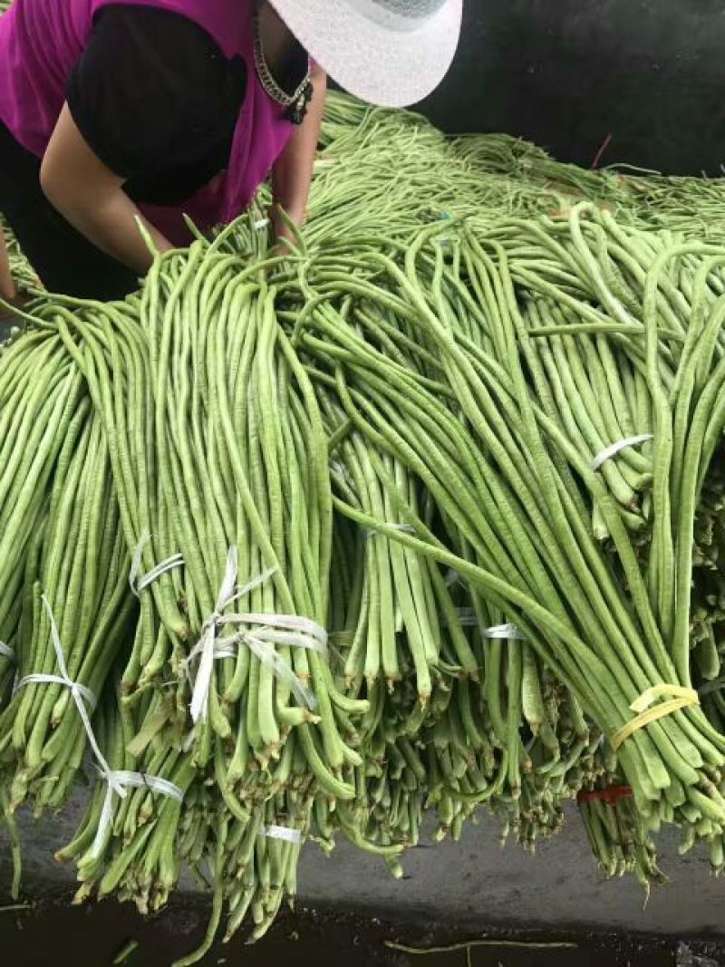 精品山东长豆角60厘米以上一手货源实力代办全国发货