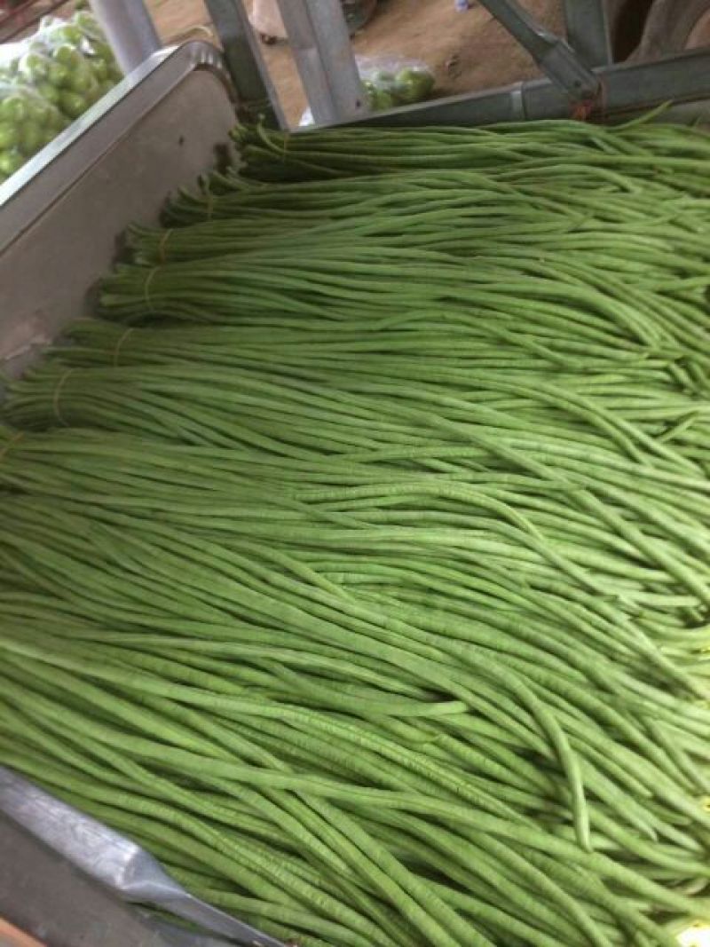 精品豆角，产地直发！商超直供！欢迎新老客户前来认购！