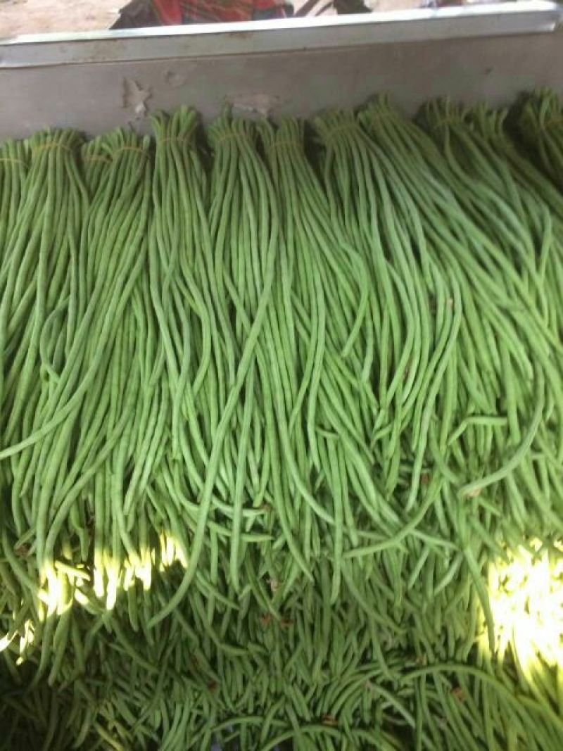 精品豆角，产地直发！商超直供！欢迎新老客户前来认购！
