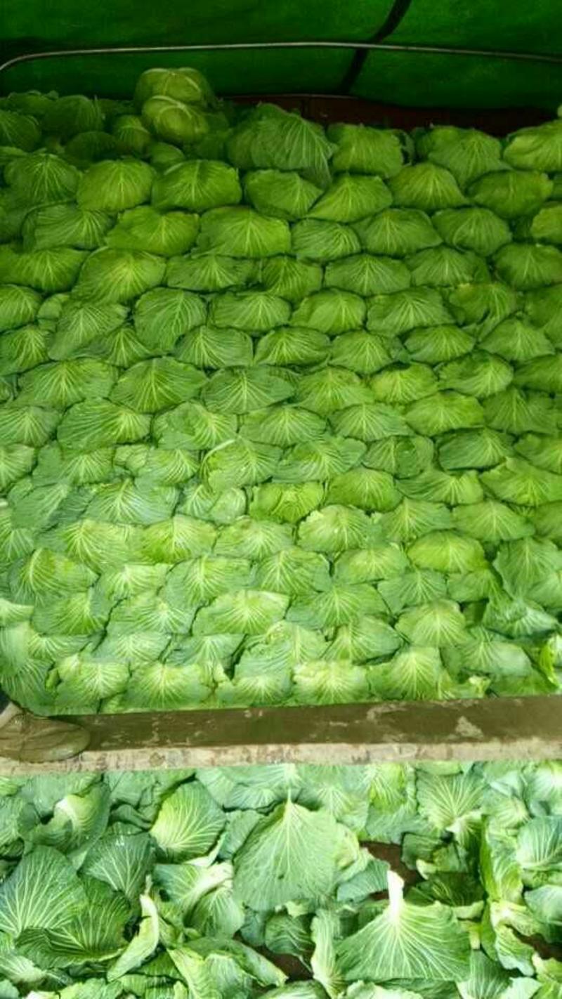 绿甘蓝2~3公斤精品，全部品种高山无公害