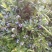 美登蓝莓鲜果2~4mm以上