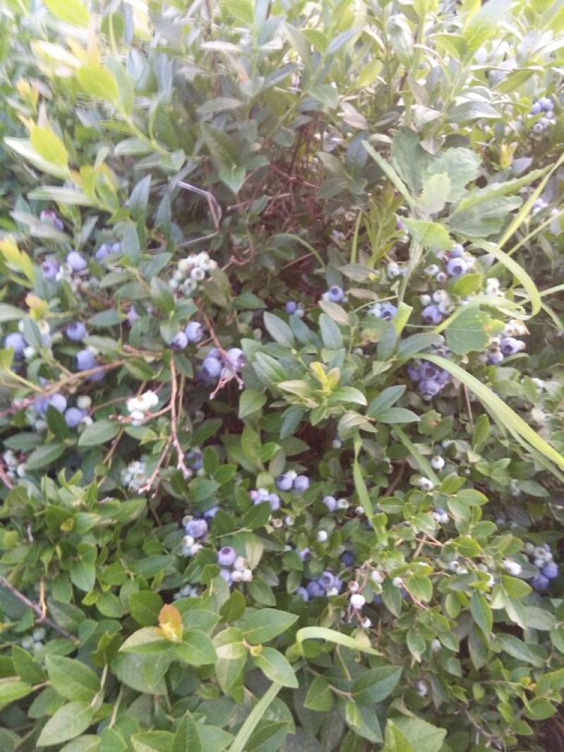 美登蓝莓鲜果2~4mm以上