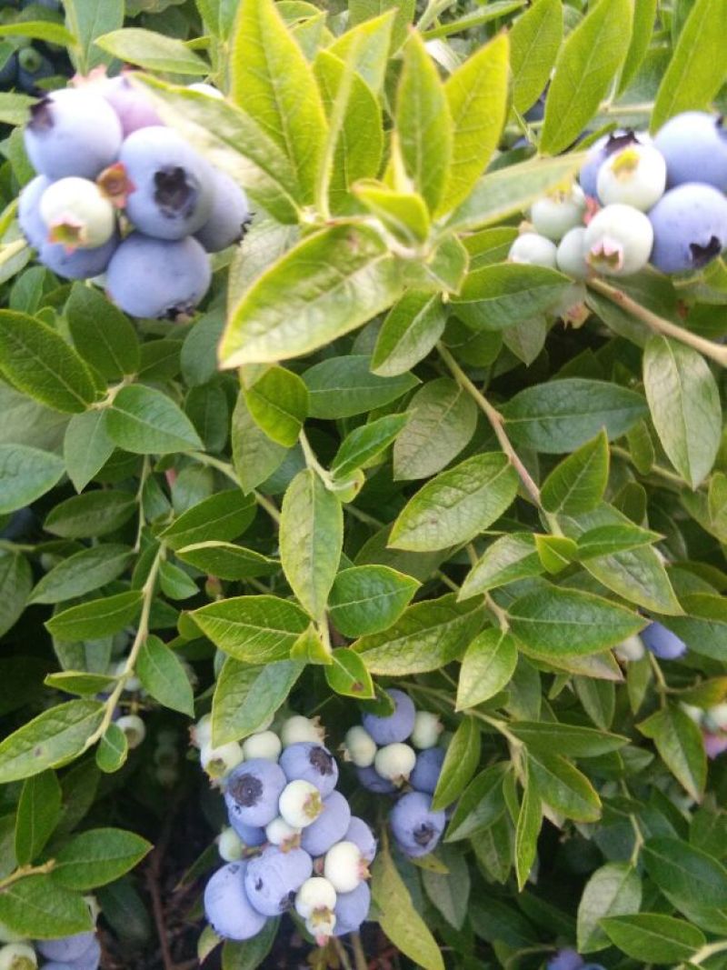 美登蓝莓鲜果2~4mm以上