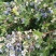 美登蓝莓鲜果2~4mm以上