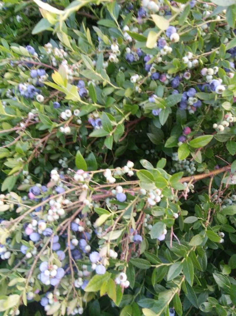 美登蓝莓鲜果2~4mm以上