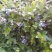 美登蓝莓鲜果2~4mm以上