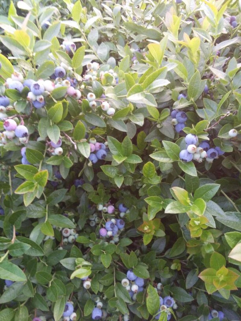 美登蓝莓鲜果2~4mm以上