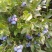 美登蓝莓鲜果2~4mm以上