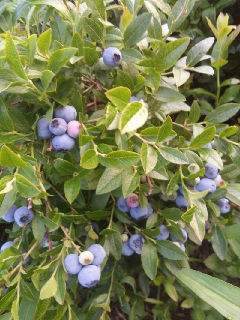 美登蓝莓鲜果2~4mm以上