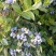 美登蓝莓鲜果2~4mm以上