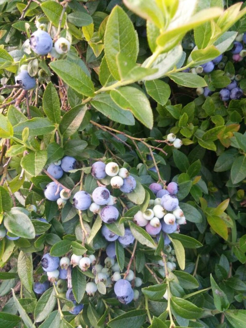 美登蓝莓鲜果2~4mm以上