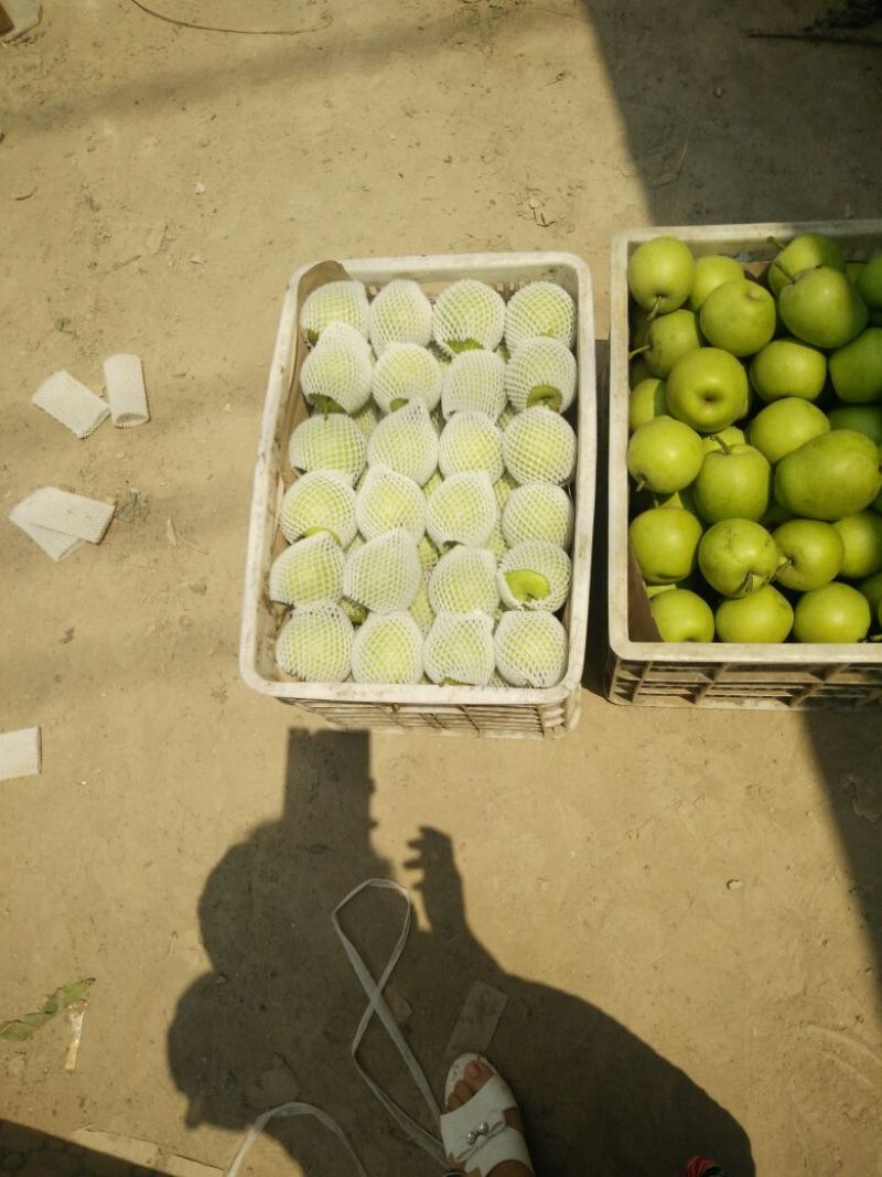 皇冠梨纸袋150~200g，货源充足，量大从优