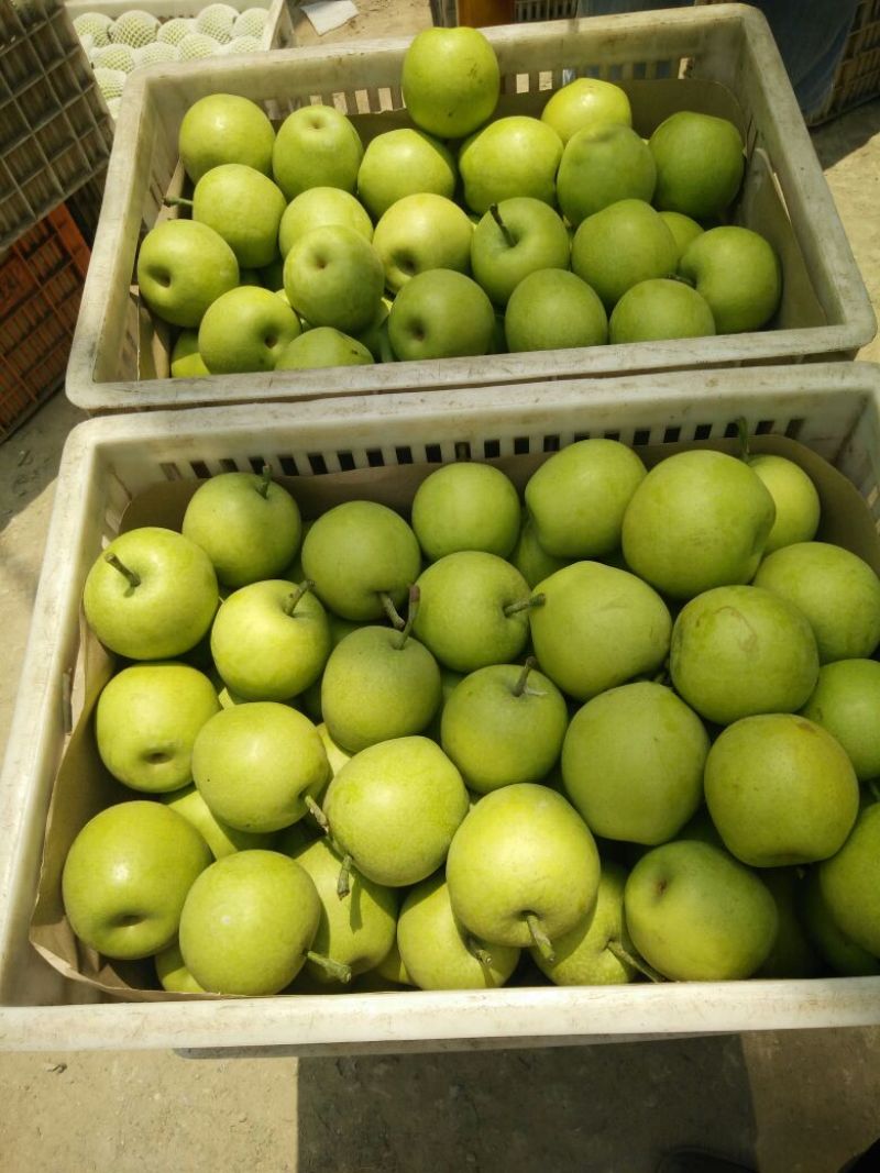 皇冠梨纸袋150~200g，货源充足，量大从优