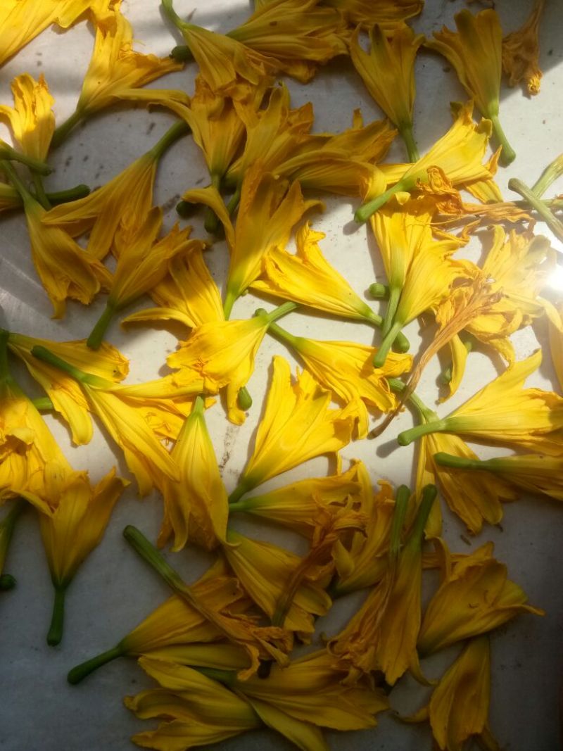干黄菜