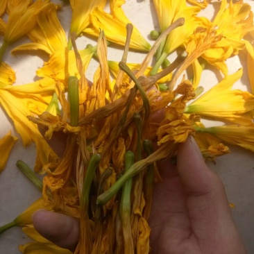 干黄菜