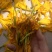 干黄菜