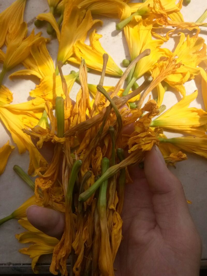 干黄菜