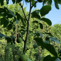 清香核桃苗150~200cm二年苗