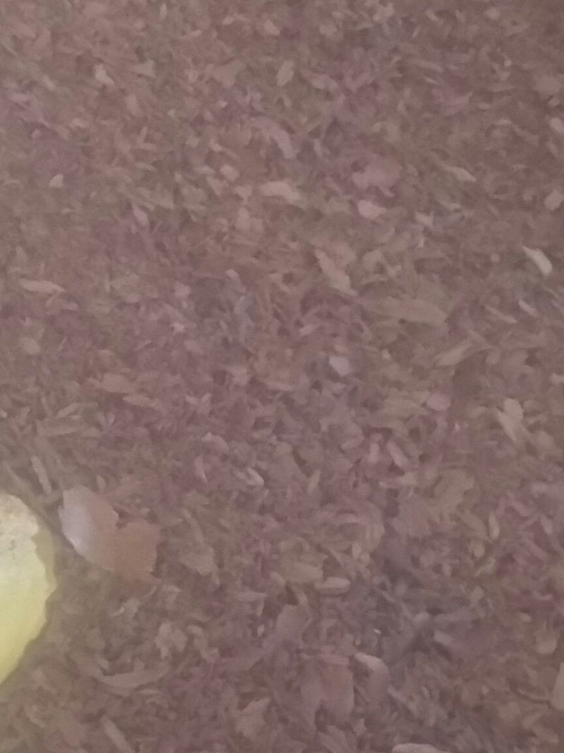 菜饼