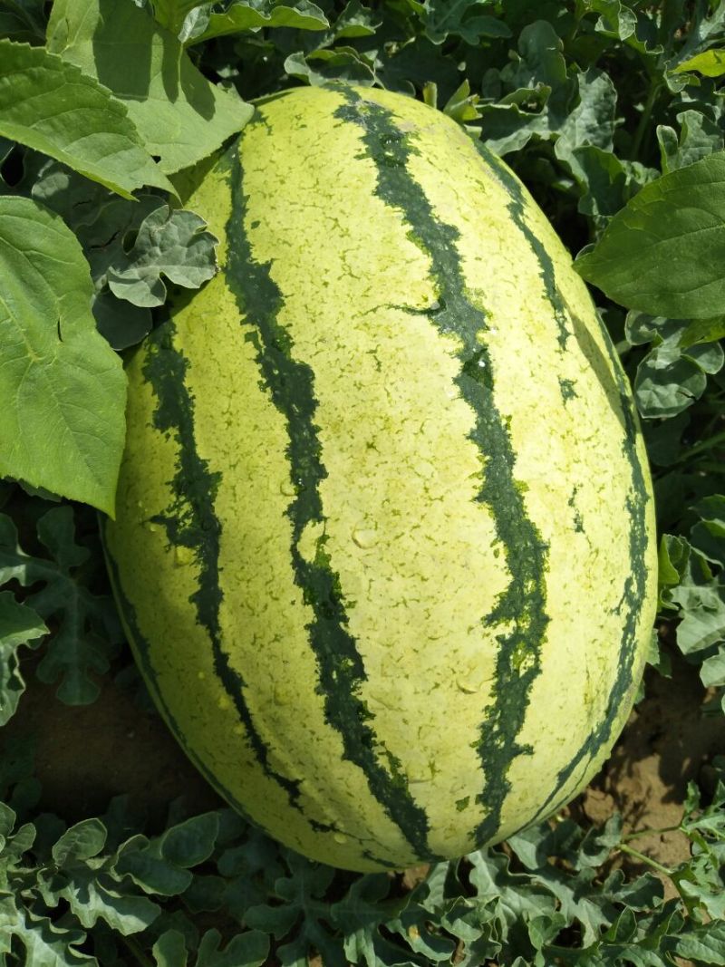 金城5号西瓜草原精品西瓜