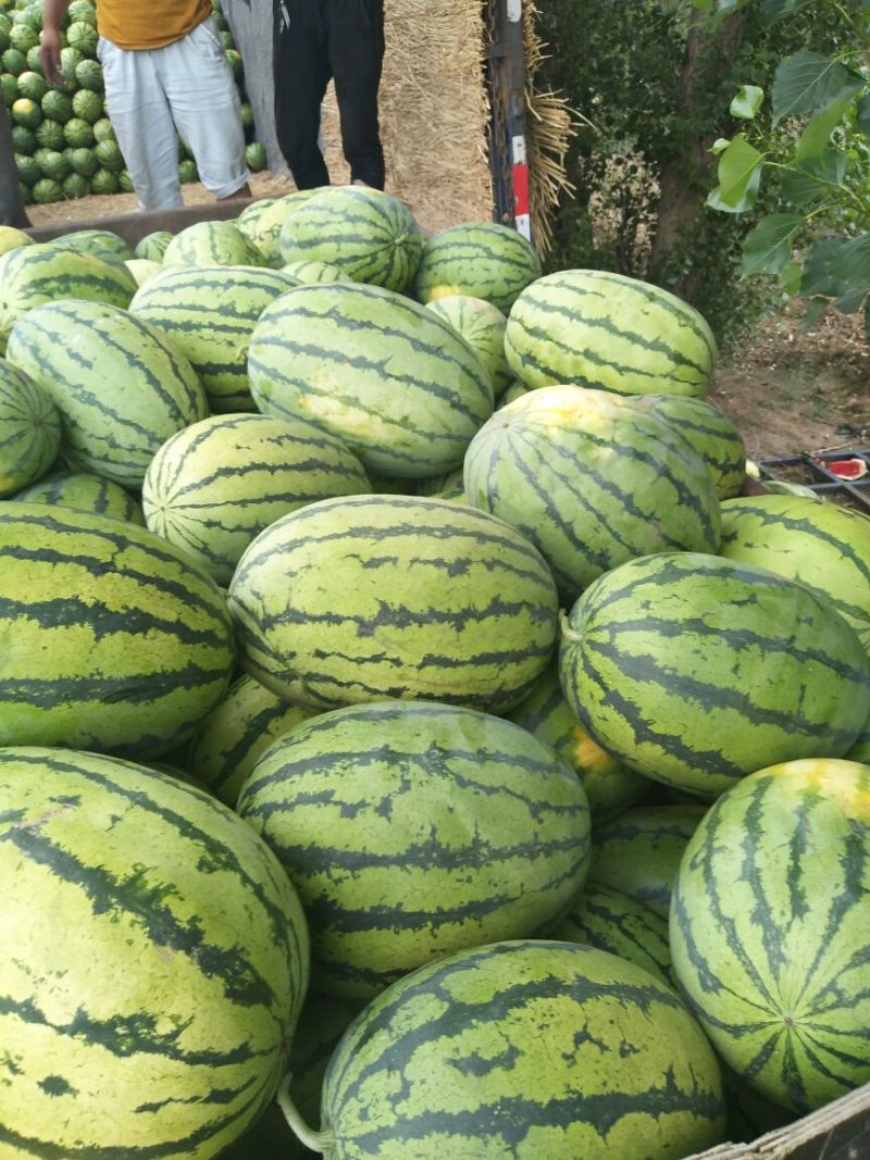 金城5号西瓜草原精品西瓜