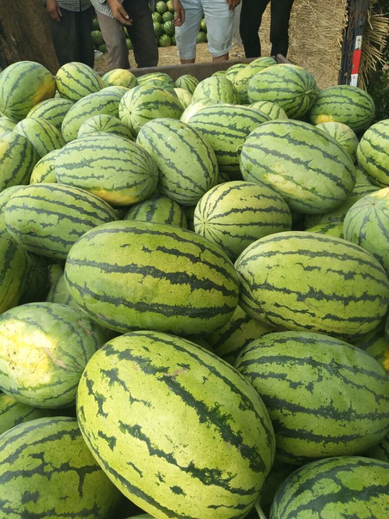 金城5号西瓜草原精品西瓜