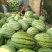 金城5号西瓜草原精品西瓜
