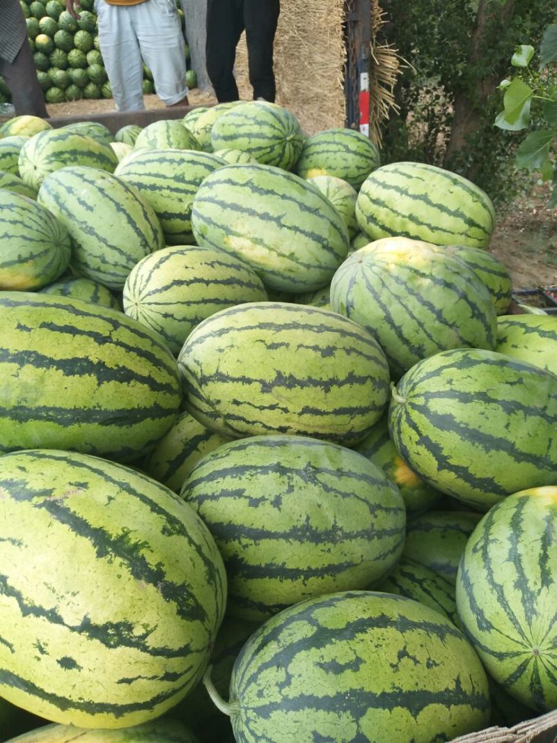 金城5号西瓜草原精品西瓜
