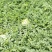 金城5号西瓜草原精品西瓜