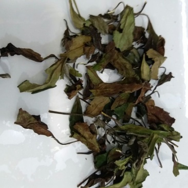 福鼎白茶一级