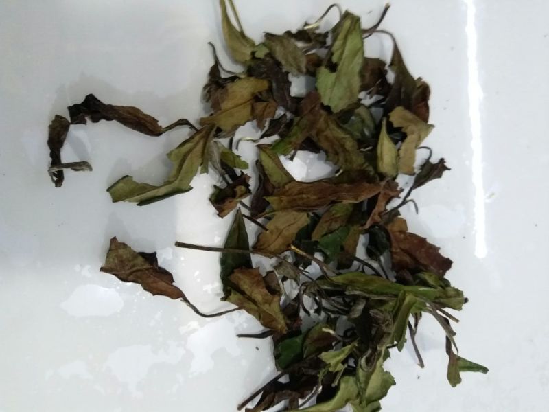 福鼎白茶一级