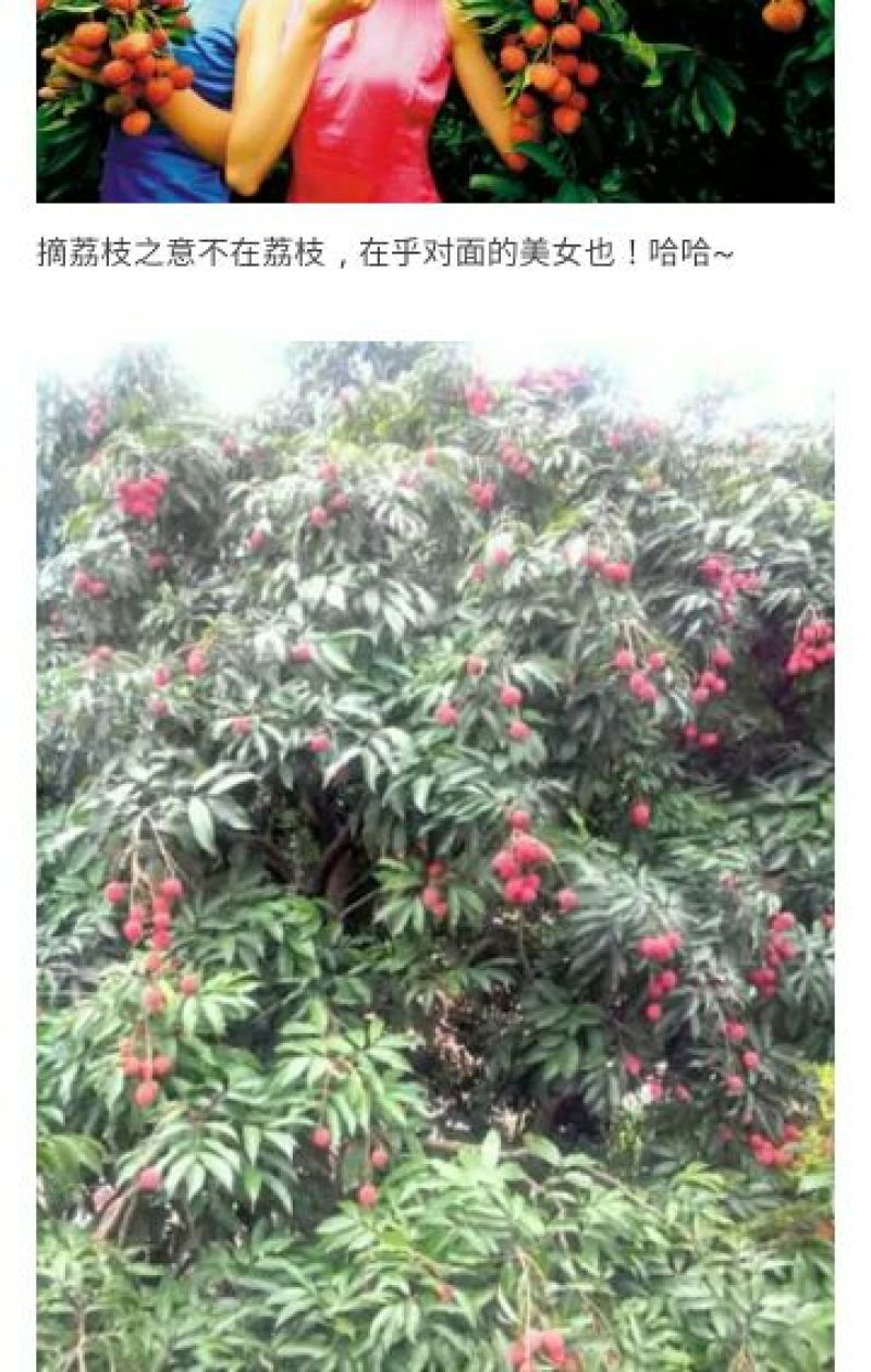 红皮荔枝1.5cm以下