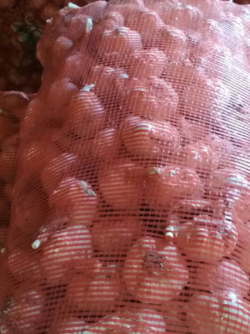 手选蒜6~6.5cm干蒜