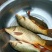 野鲤食用0.5~1公斤