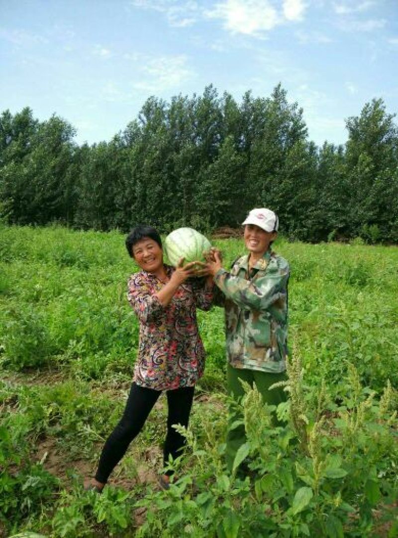 双红瓤沙漠金城五号内蒙古通辽沙土地十几万亩西瓜