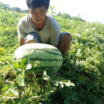 双红瓤沙漠金城五号内蒙古通辽沙土地十几万亩西瓜