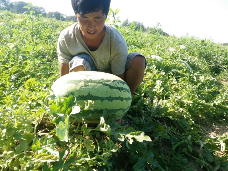 双红瓤沙漠金城五号内蒙古通辽沙土地十几万亩西瓜