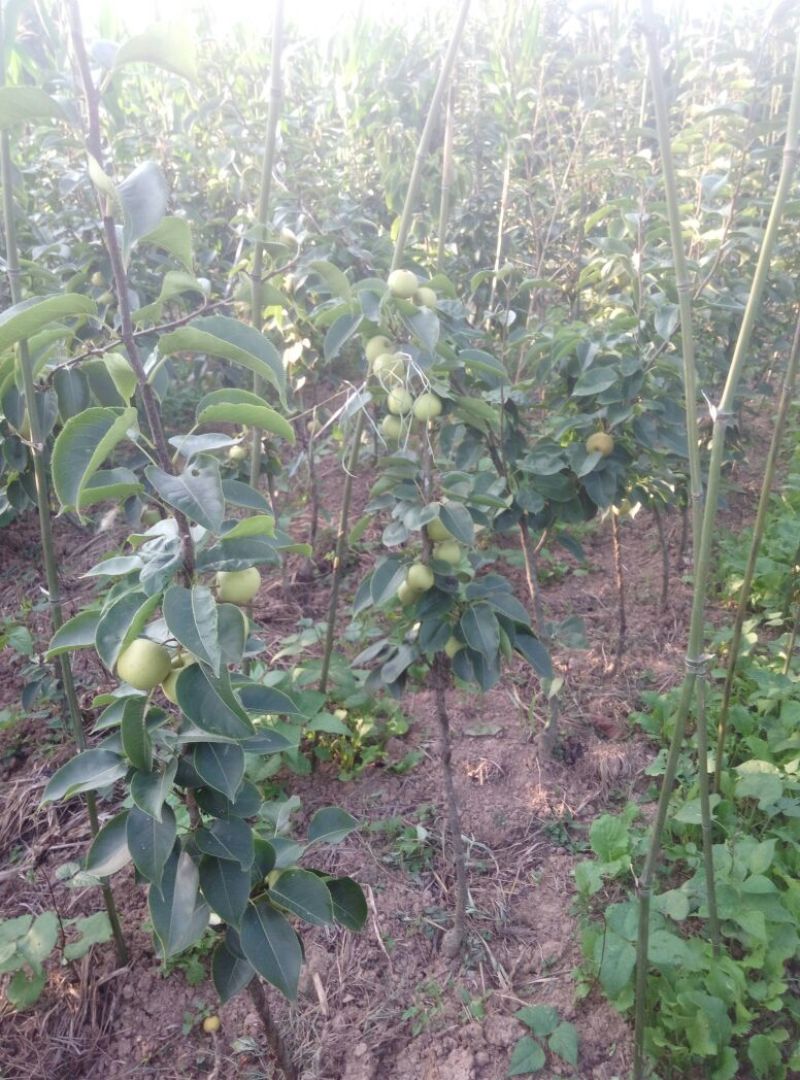 翠冠梨树苗品种质量保证，现挖现发