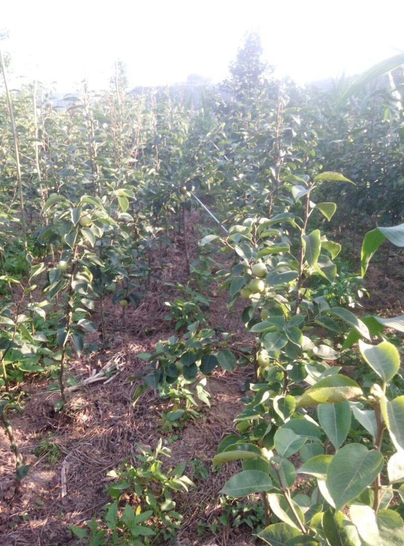 翠冠梨树苗品种质量保证，现挖现发